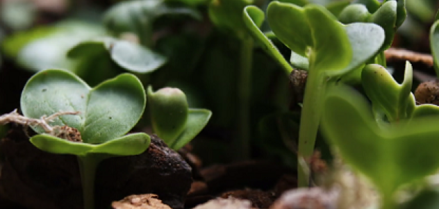plant-grow-placeholder