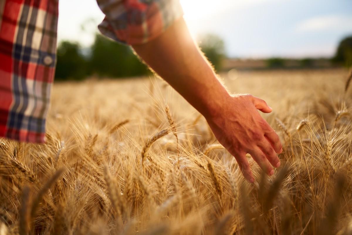 bigstock Farmer Touching Ripe Wheat Ear 380641294 1