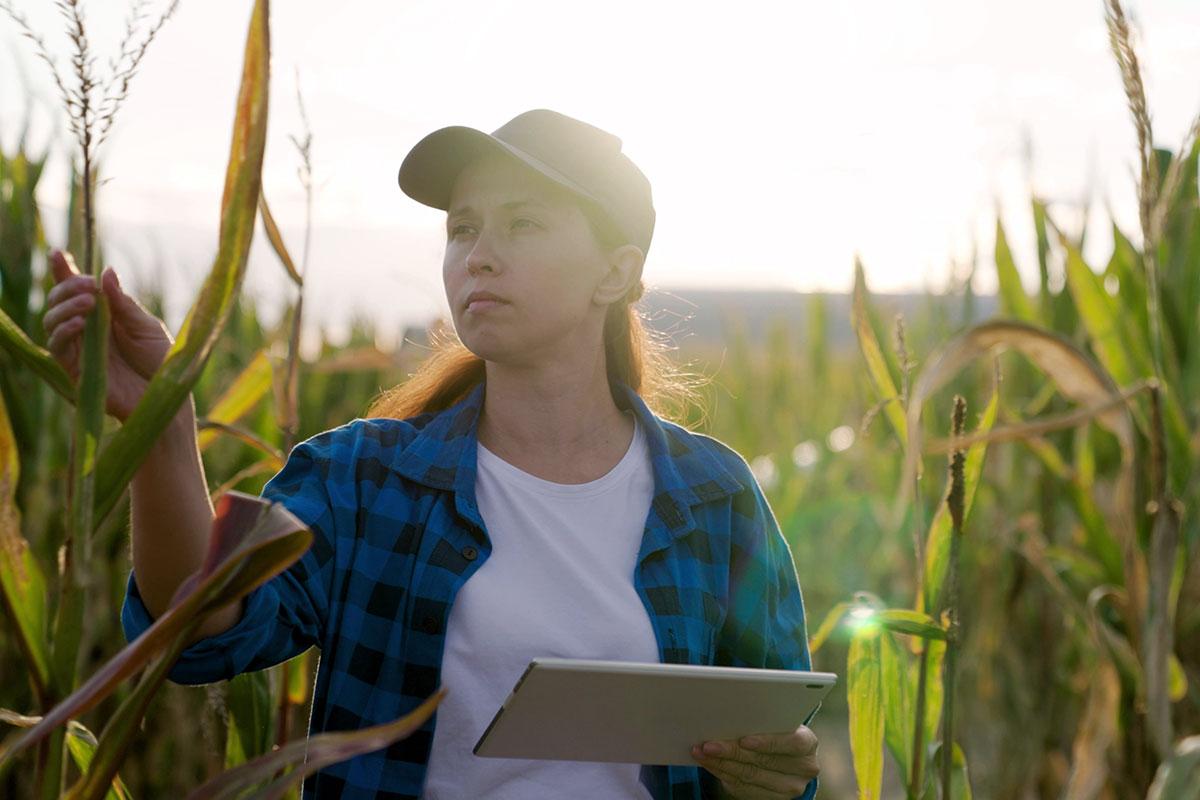 Harvest cash flow